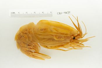 Media type: image;   Invertebrate Zoology CRU-4631 Description: Preserved Specimen.;